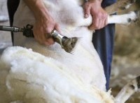 In sheep’s clothing: Farmers’ group complains about PETA anti-wool ad